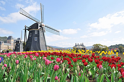 tulips windmill